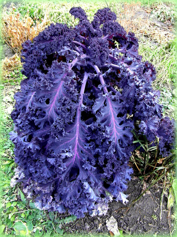 Капуста -модница. - nadyasilyuk Вознюк