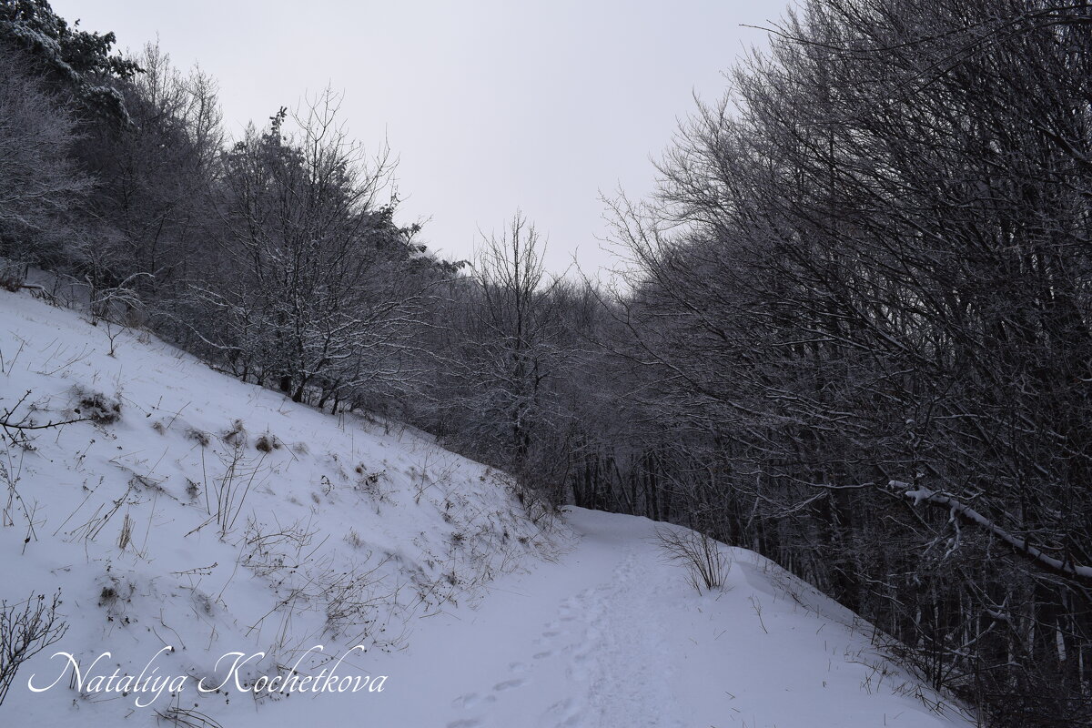 Природа Крыма - Amazing Cosmea