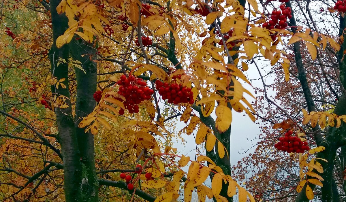 Ещё горит огнем костёр рябины - Galina Solovova Ещё горит огнем костёр рябины - Galina Solovova