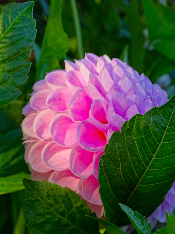 Георгин - Татьяна Венцель