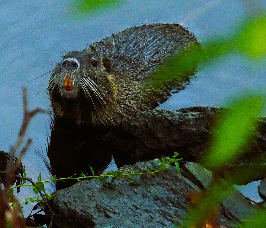 Осень в кадре(серия) - Владимир Манкер