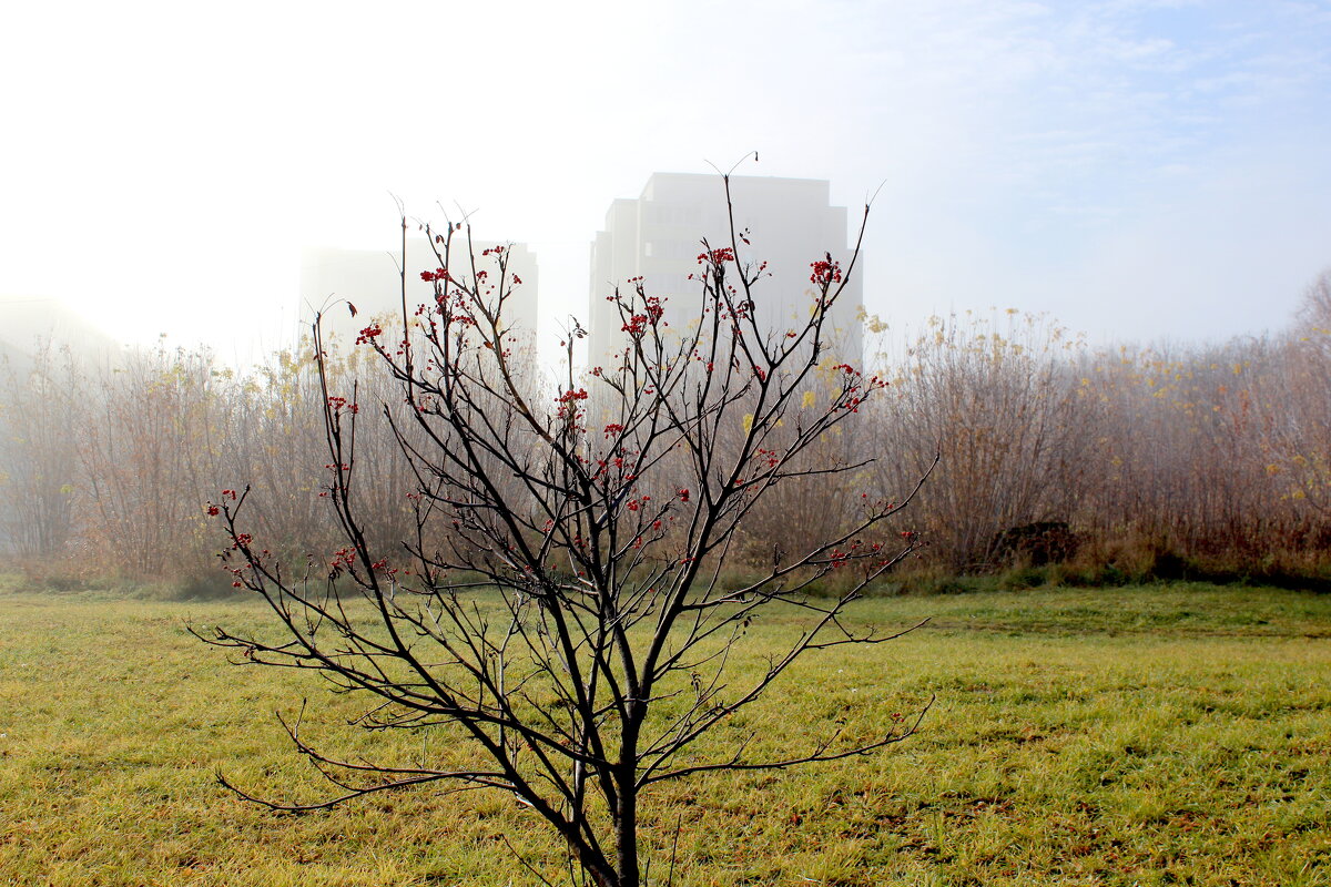 После тумана - Марсель Валеев