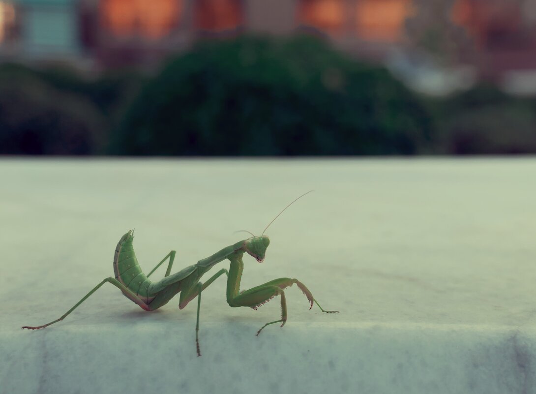 Богомол - Елена Алексеева