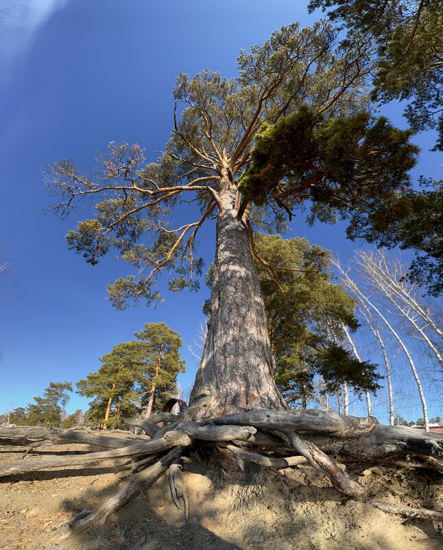 Мощь корней: основа жизни. - Сергей Адигамов