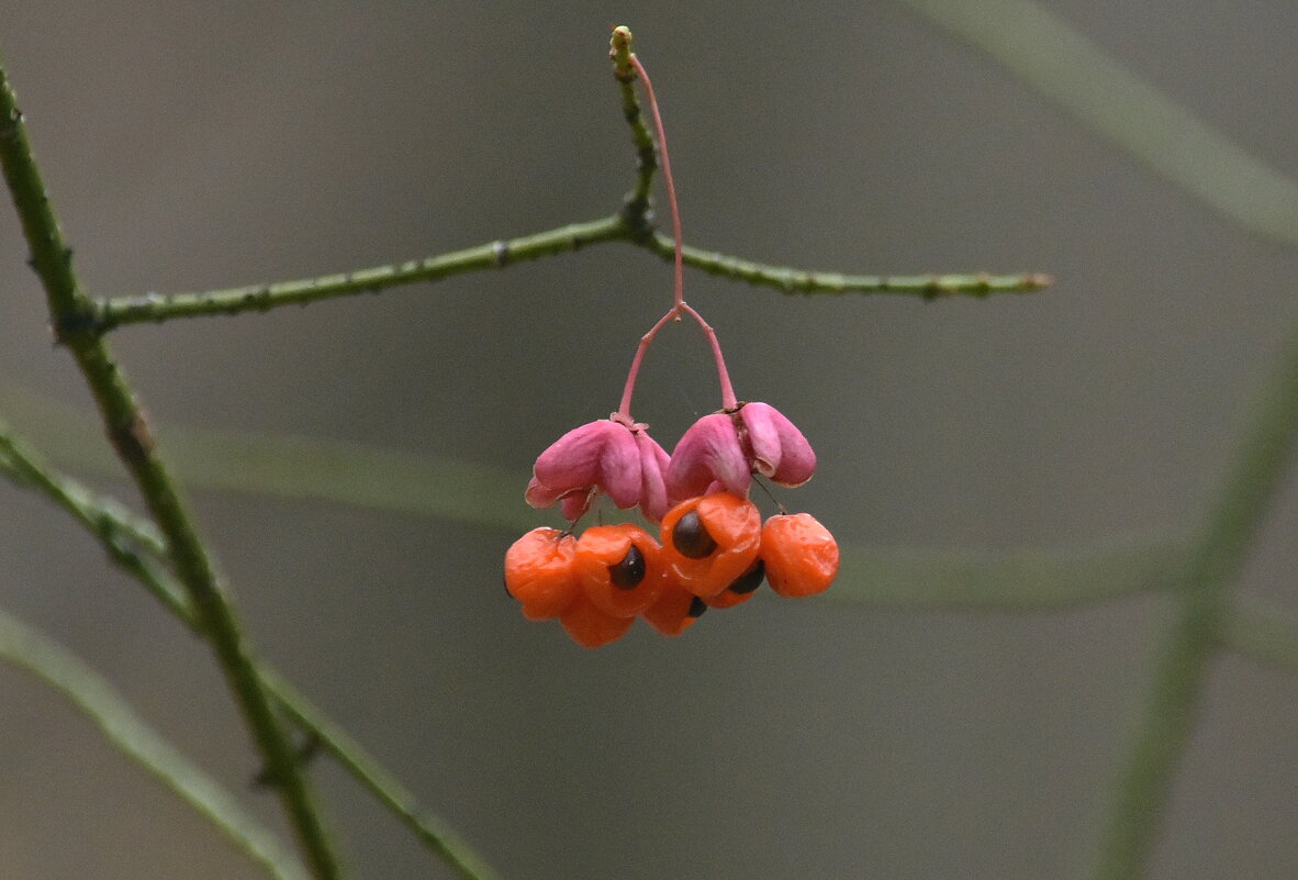 Бересклет. - Алексей .