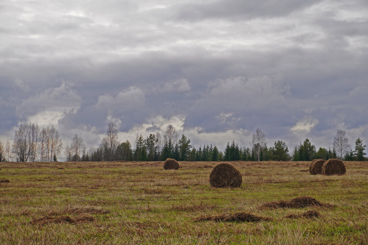 Осень, неубранное поле. - Сергей Ц