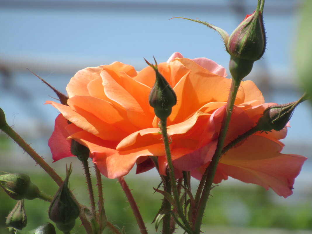 Розы... розы... - viach Розы... розы... - viach