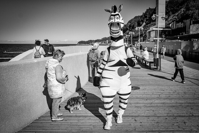 Светлогорская зебра - Sergey 