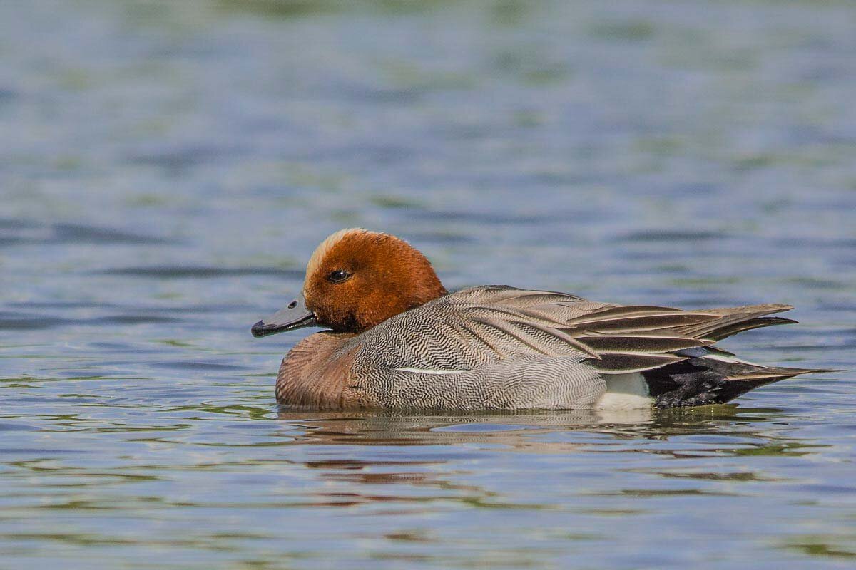 Свиязь. - Nik Lovec