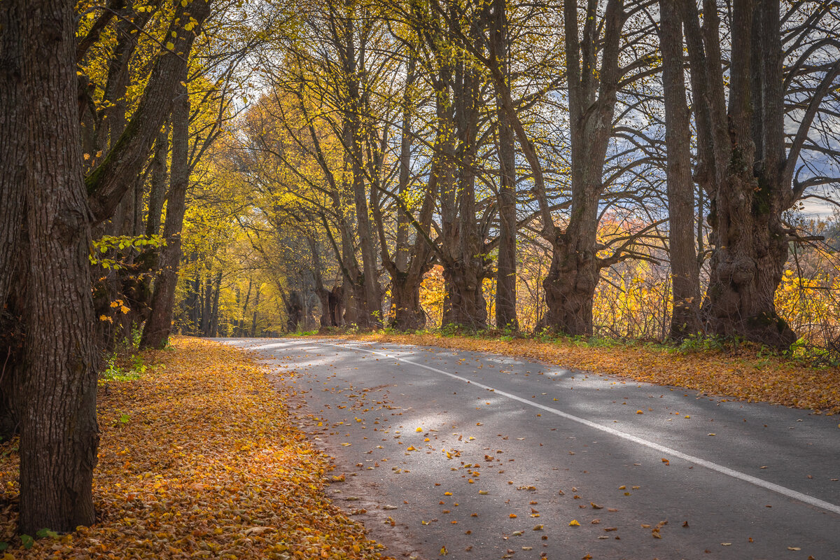 **** - Елизавета .
