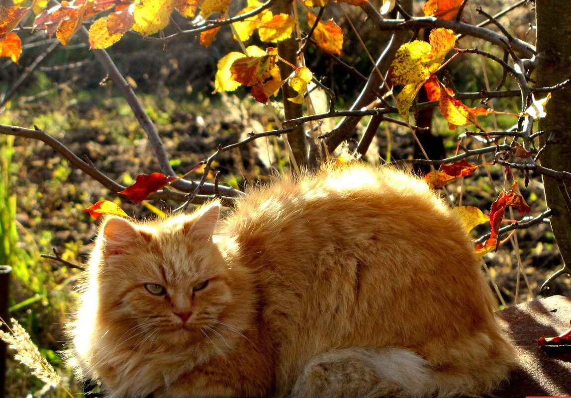 Домашние животные. - жанна нечаева