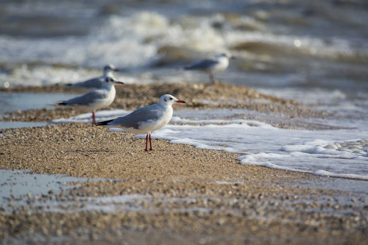 У моря - Павел К 
