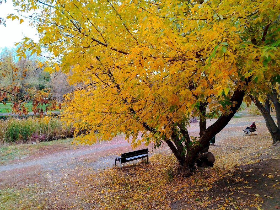 Скамейка в осеннем интерьере - Надежда 