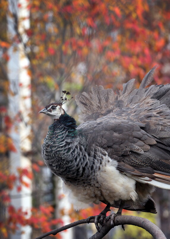 павлин - Михаил Бибичков