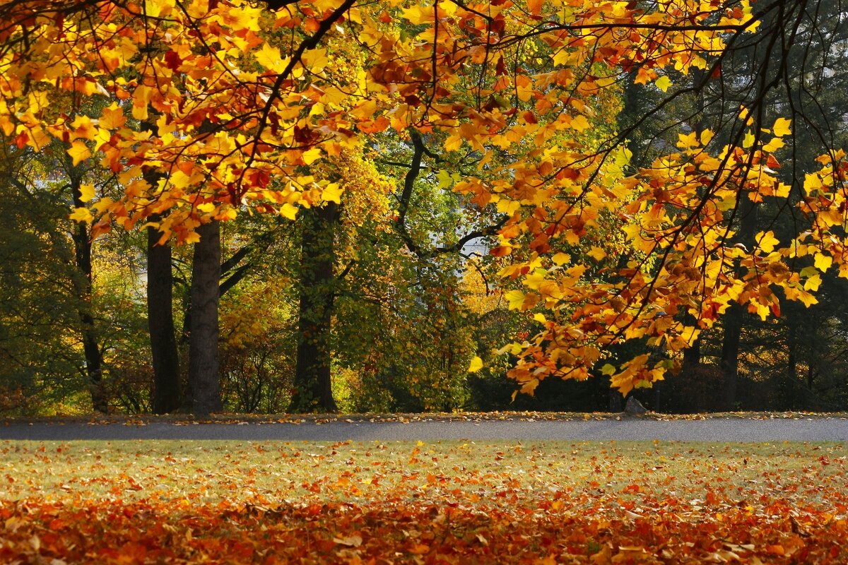 Осенние картинки - Юрий. Шмаков