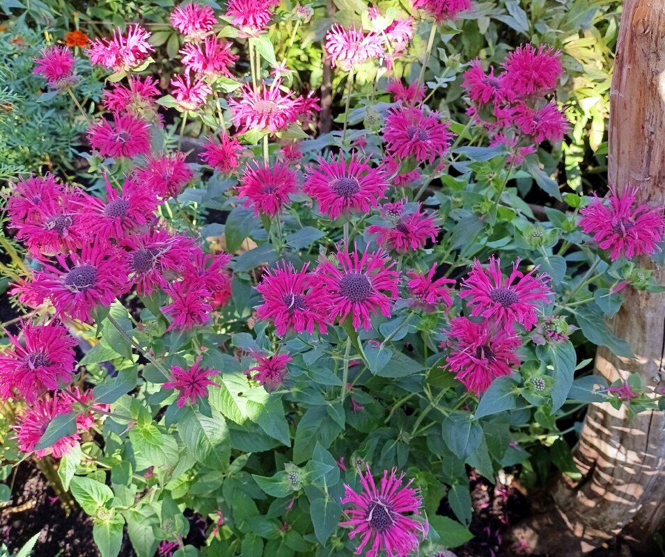 Монарда. - Ирина ***