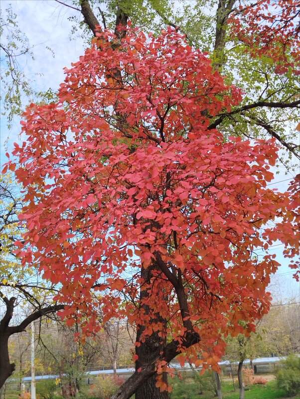 Чем не букет! - Надежда 