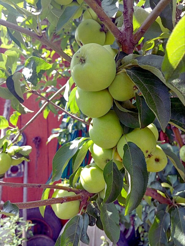 яблочки - Гульфина Булатова