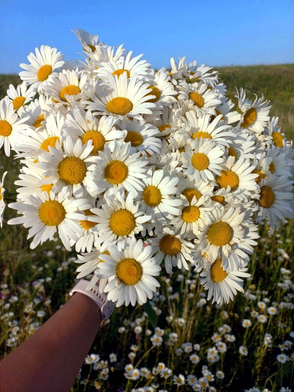 ромашки - Гульфина Булатова