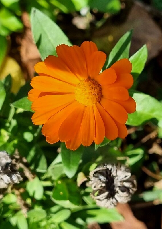 Утренняя радость - Наталья 