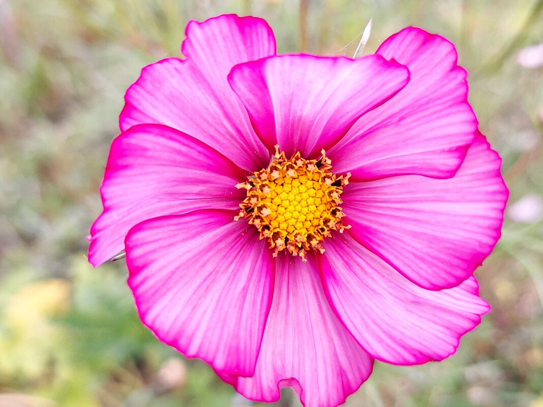 макро - Наталья 