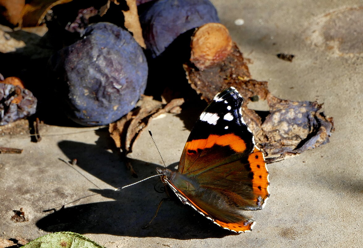 из жизни насекомых 8 - Александр Прокудин из жизни насекомых 8 - Александр Прокудин