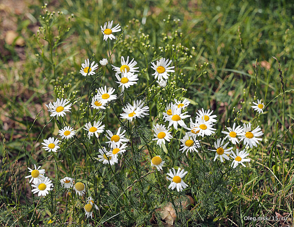 они на радость нам даны - Олег Лукьянов они на радость нам даны - Олег Лукьянов