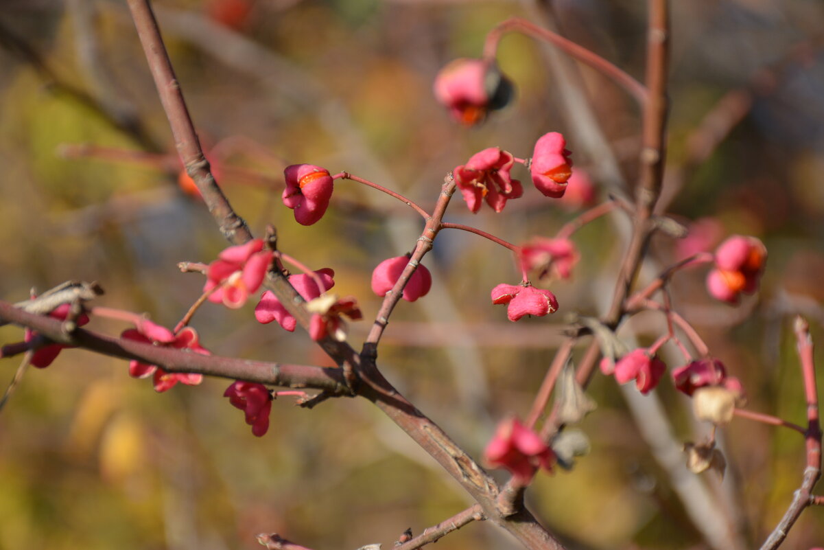 Осенний привет из молдавских лесов 1 - александр донченко
