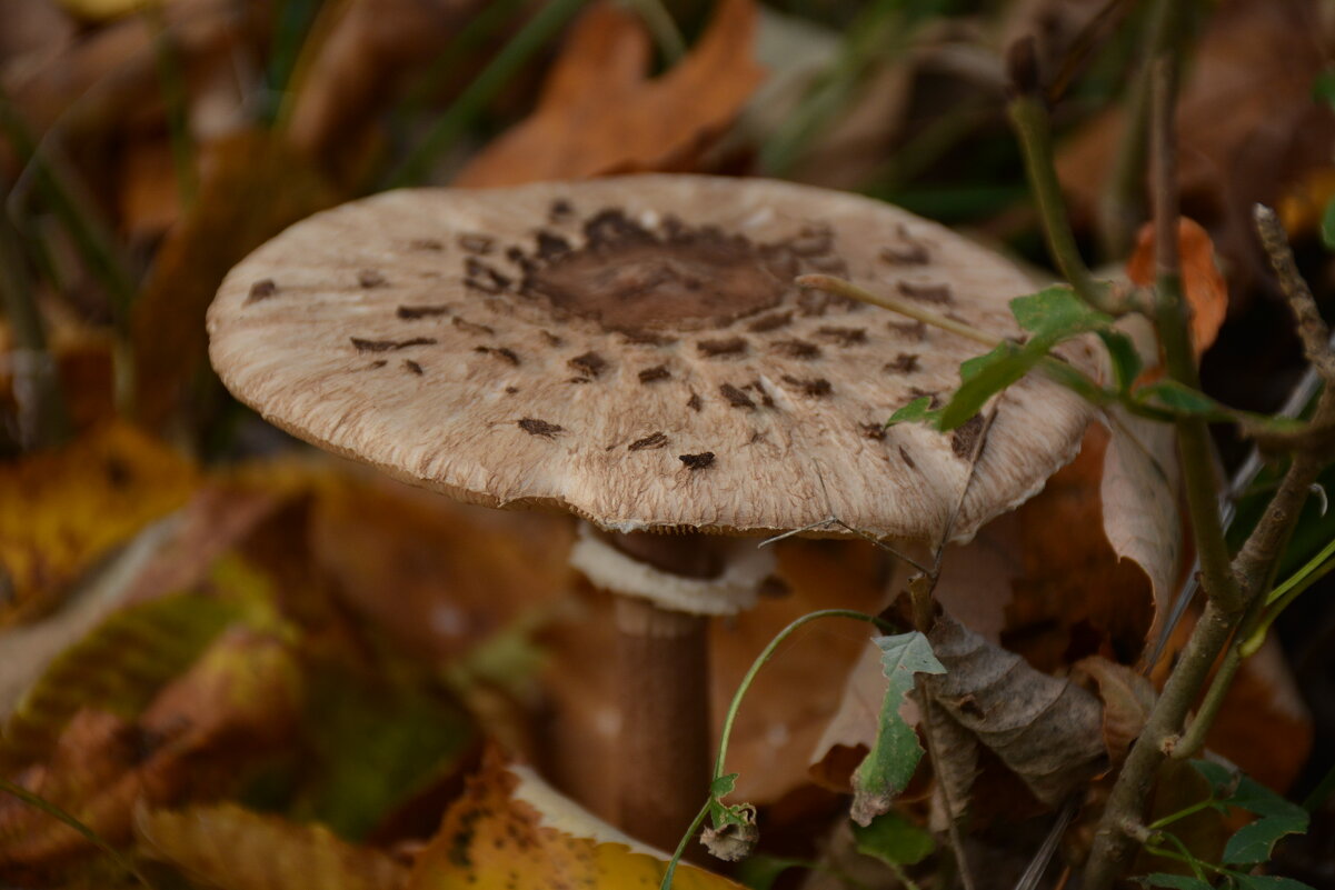 Осенний привет из молдавских лесов 4 - александр донченко