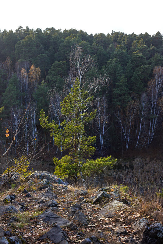 В объятии над бездной сплетены - Дмитрий Костоусов
