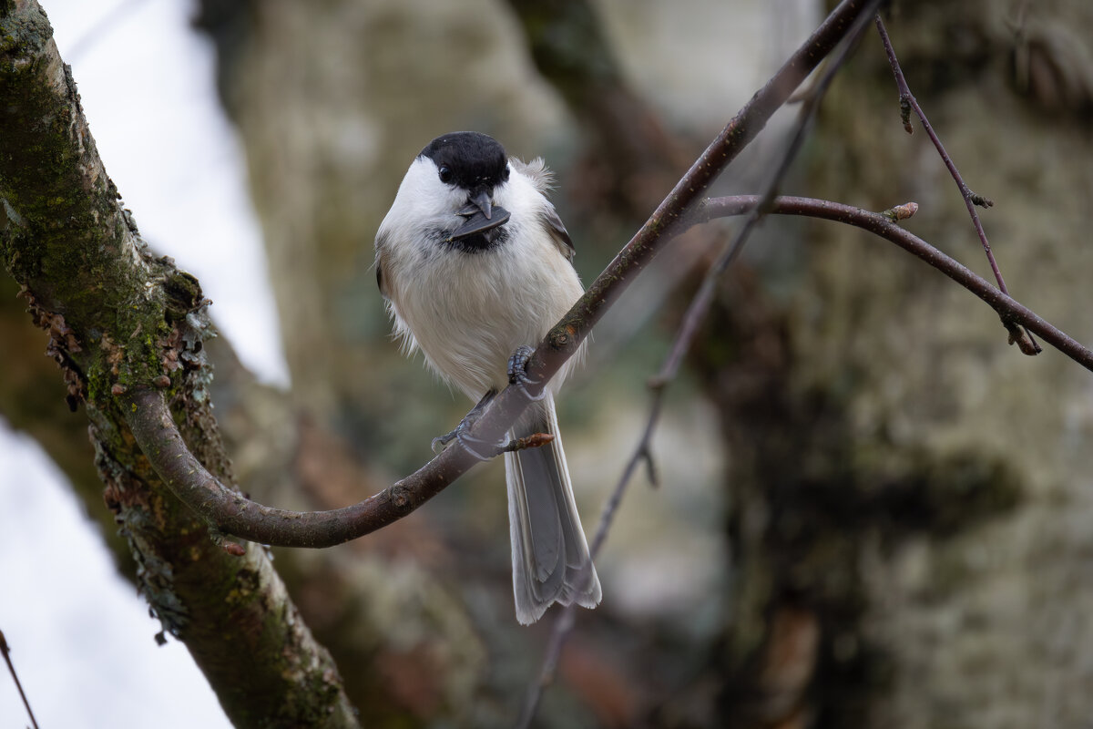 Большому куску рот радуется! - Сергей Брюшинин