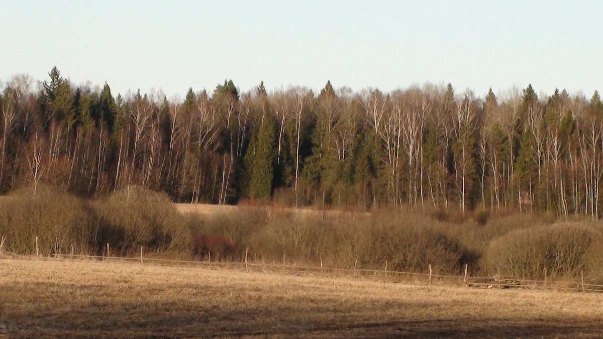 поле - fogmeadowww m