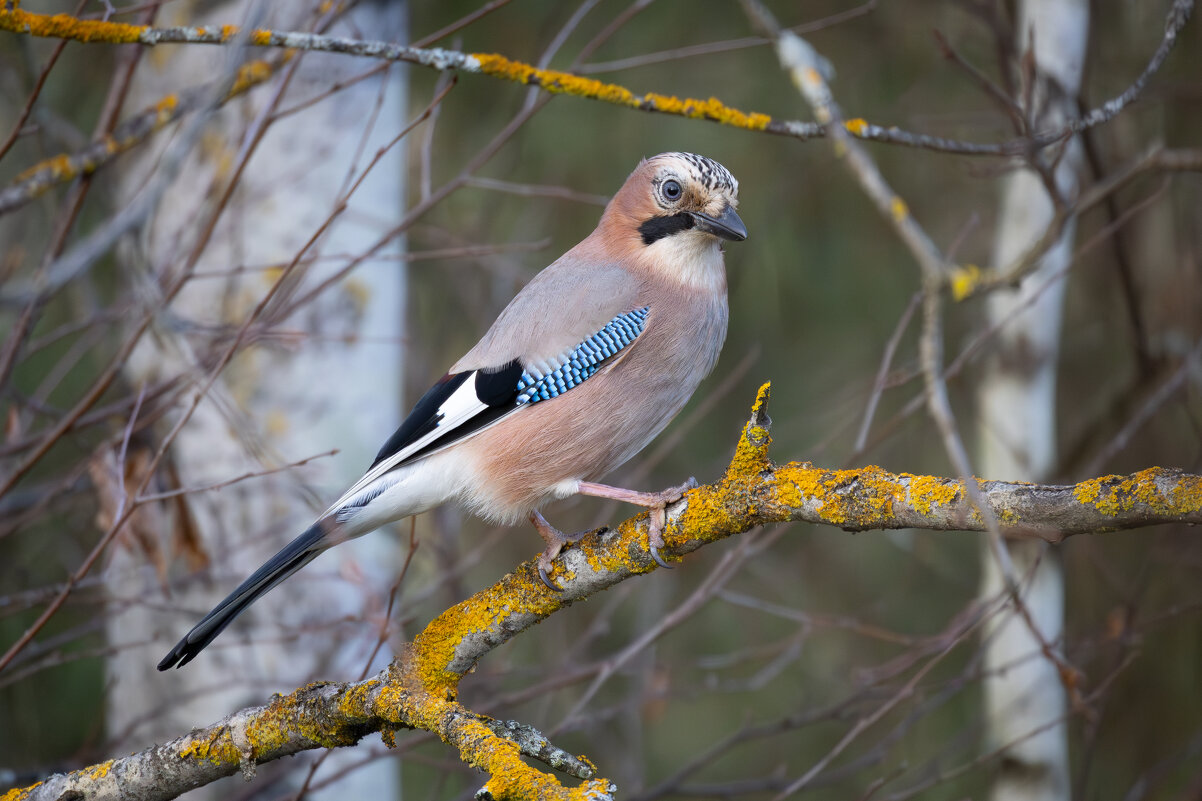 Сойка - Сергей Брюшинин