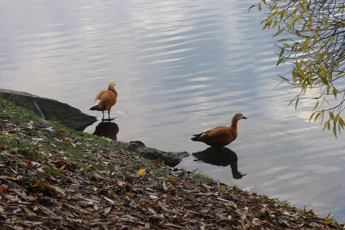 Тоже утки - Дмитрий И_