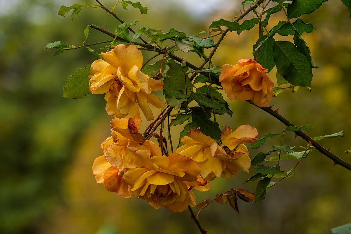 Желтая роза - Игорь Сикорский