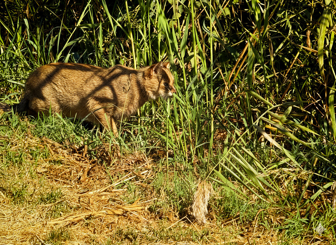 Камышовый кот притаился - Александр Деревяшкин Камышовый кот притаился - Александр Деревяшкин