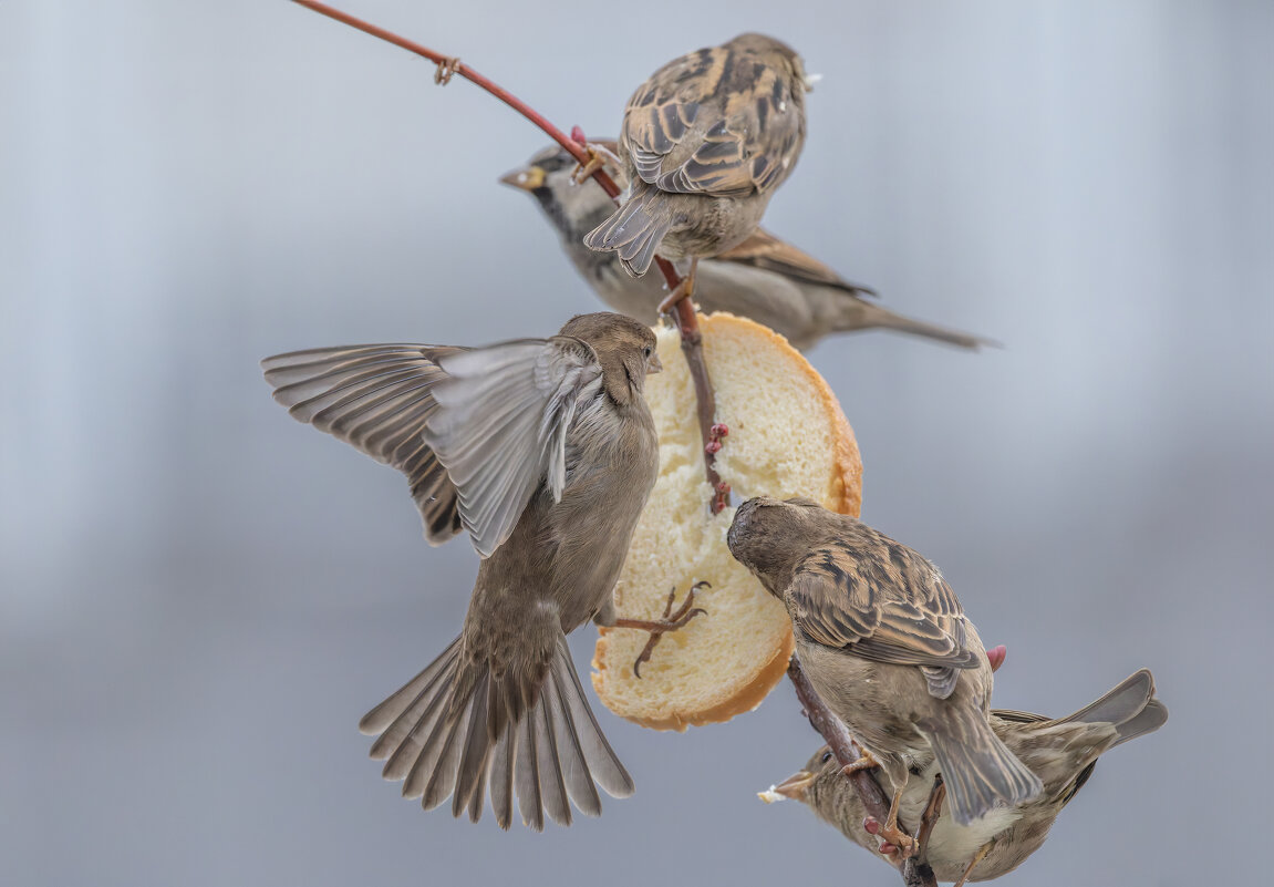 из жизни воробьев . - юрий макаров