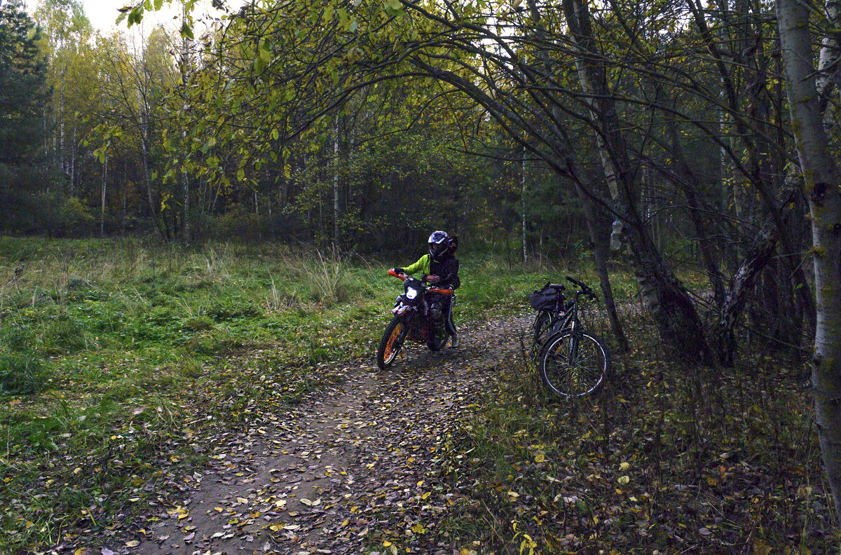 Встреча на лесной дорожке - Сергей Цветков