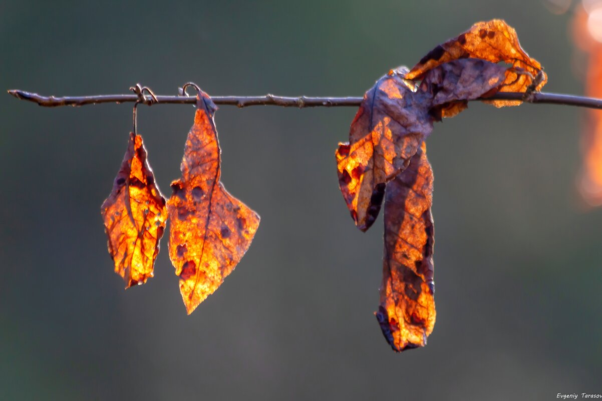 Осенний ювелирный гарнитур, серьги и бант. Янтарь октября. - Евгений Тарасов 