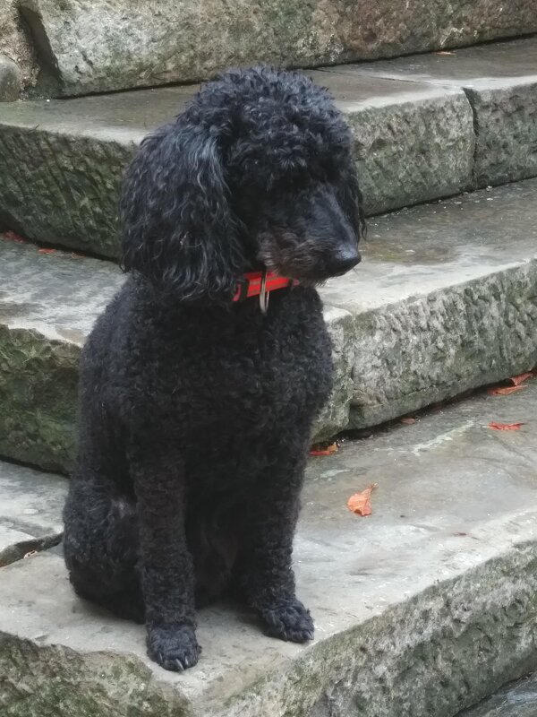 Торжественный пес - Натали 