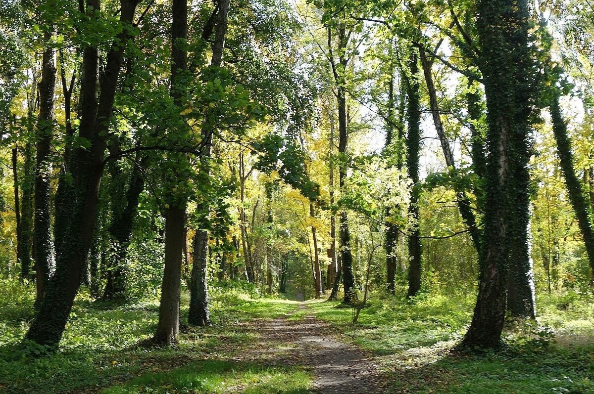 Картинки октября - Рита Симонова