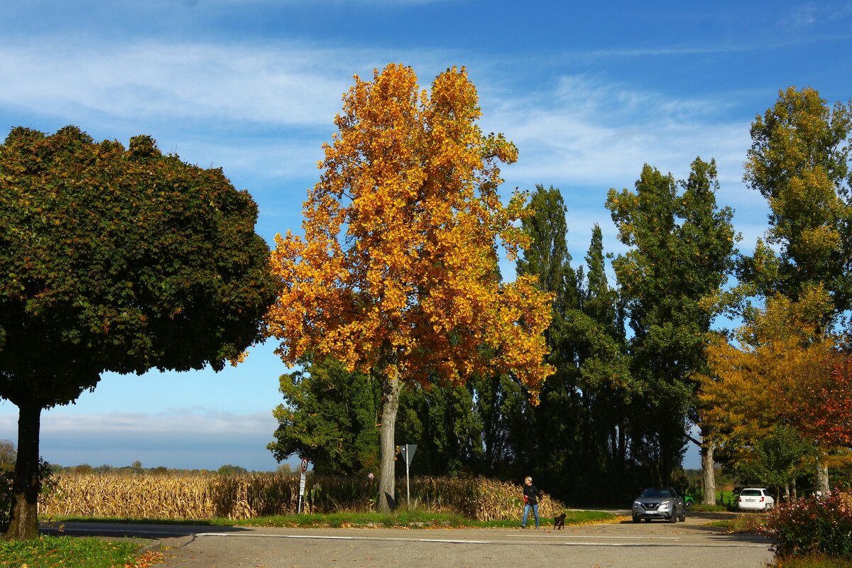 Солнечный день октября - Юрий. Шмаков