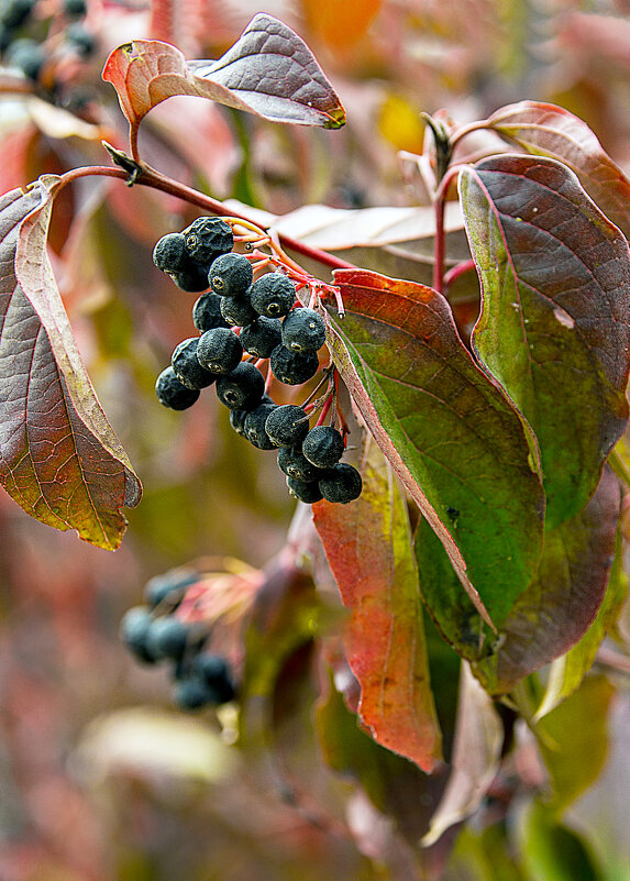 ... - Светлана Ищенко