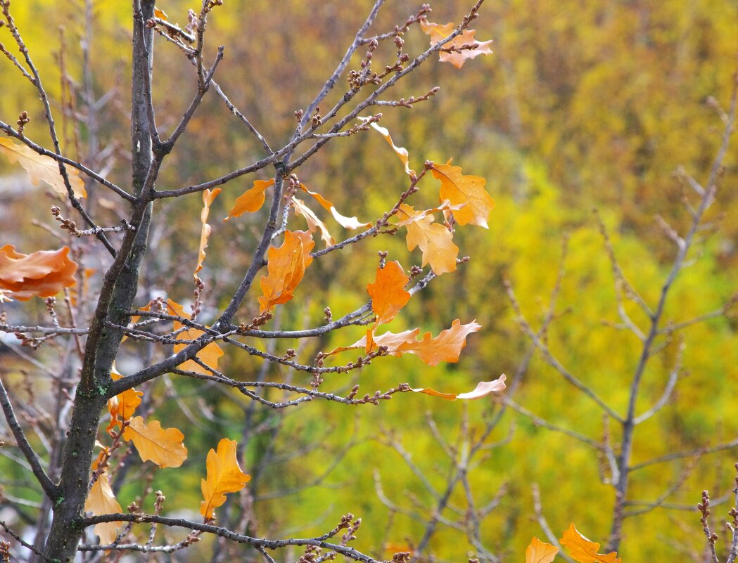 Уже дуб теряет последние листья... - Юрий Куликов
