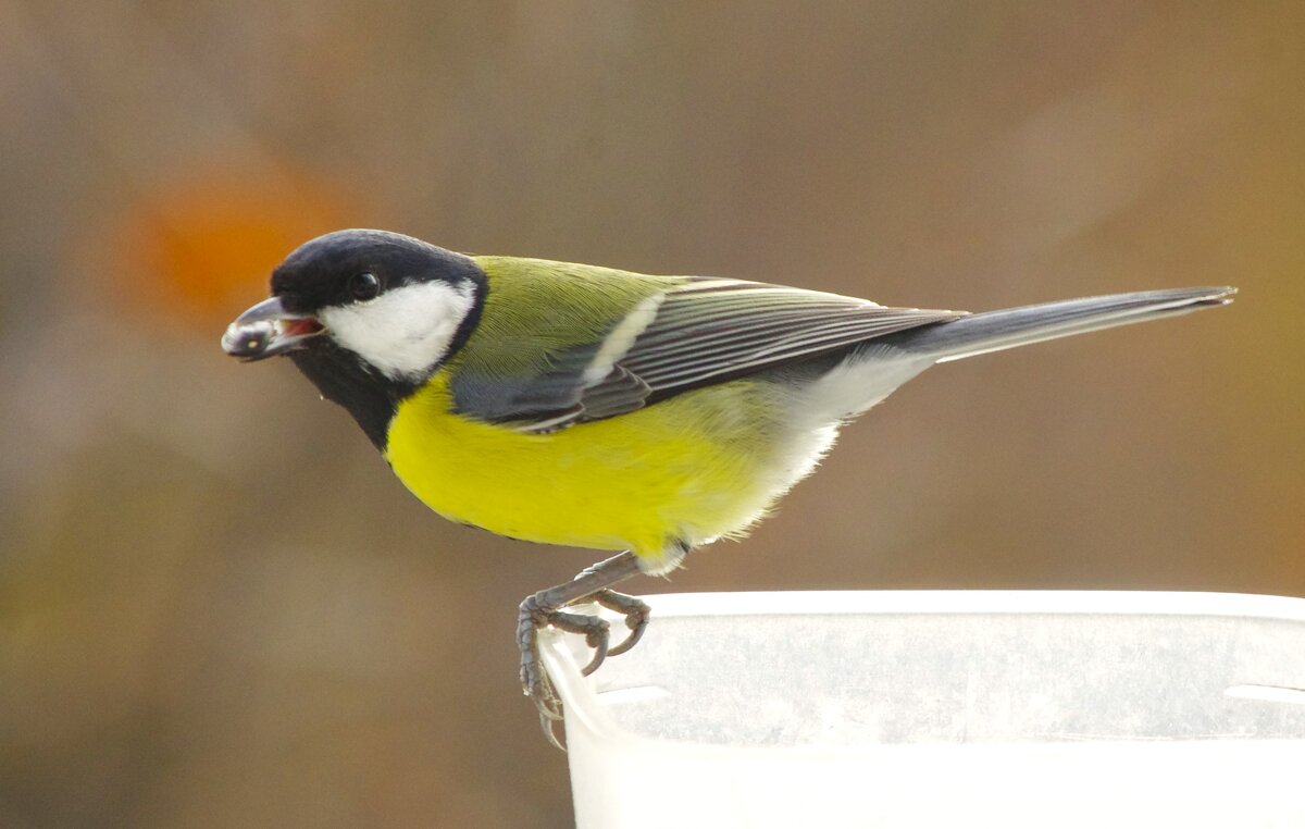 Синицы вторую порцию оканчивают ! - Юрий Куликов Синицы вторую порцию оканчивают ! - Юрий Куликов
