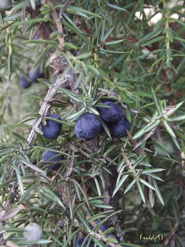 Можжевельник - Freddy 97