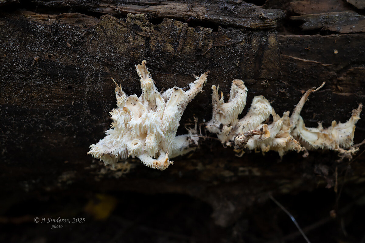 Ежовик на бревне - Александр Синдерёв