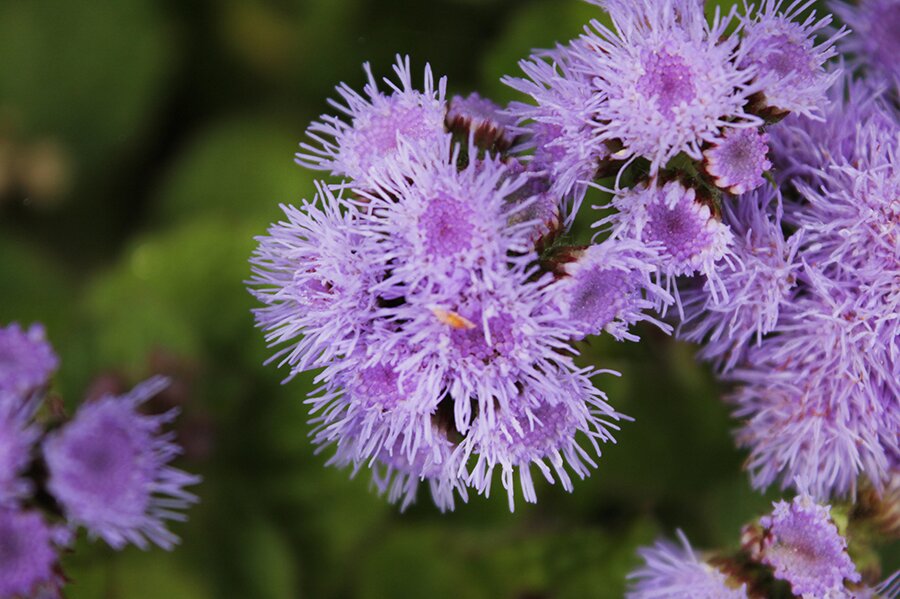 *** - Мария Реброва