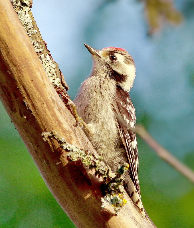 малый пёстрый дятел - Andrey Bragin малый пёстрый дятел - Andrey Bragin