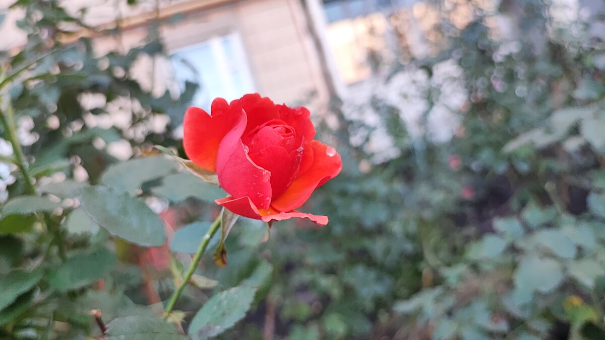 ,,, - Сергей Тимоновский